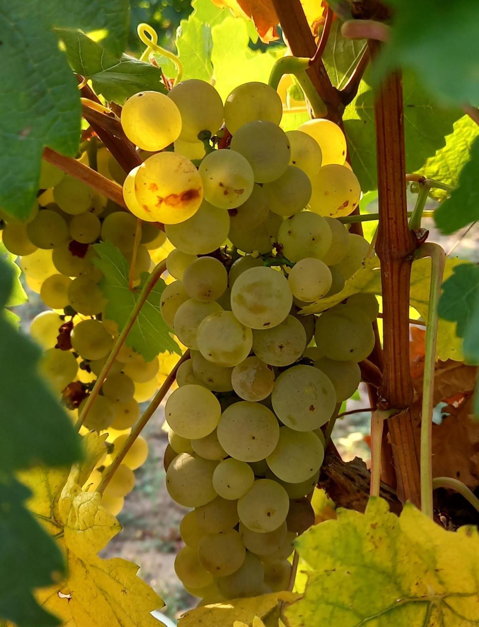 فندق Winzerhof Fleischmann Kleinhoflein المظهر الخارجي الصورة